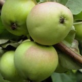 Синап орловский1_0x160 Любимый сад